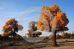 Diversiform-leaved poplar