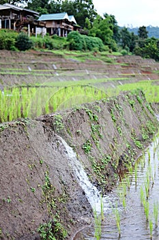 Diversion of water into terraced newly planted paddy rice fields on mountain in Thailand. Water resource management system in