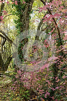 Diversity of autumn colors with trees with pink and green leaves