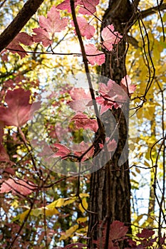 Diversity of autumn colors with trees with pink and green leaves