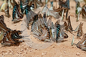 Diversity of butterfly species