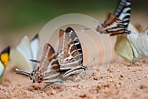 Diversity of butterfly species
