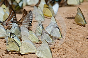 Diversity of butterfly species