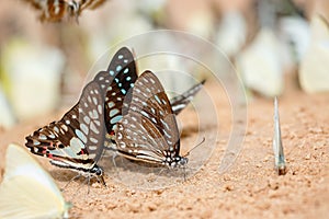 Diversity of butterfly species