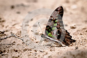 Diversity of butterfly species