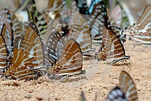 Diversity of butterfly species