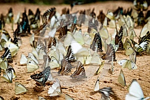 Diversity of butterfly species