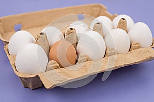 Diversity concept. Close up view photo of ten and one brown eggs in carton box isolated violet purple background