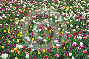 Diversity concept. Natural beauty. Springtime background. Multicolored flowers. Tulip fields colourful burst into full