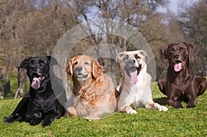 Diversità il cane famiglia 