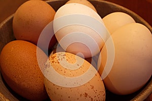 Diversity - Free Range Eggs