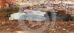 Diversity - Multiple Colored Rabbits including White, Grey, Brown and Black Rabbits