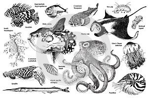 Diversity of sea life hand drawn set