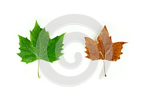 The Diversity of Summer and Fall: Two Sycamore Tree Leaves in Green and Orange