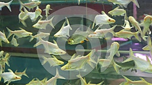 Diversity of tropical fishes in exotic decorative aquarium. Assortment in chatuchak fish market pet shops. Close up of
