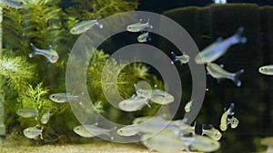 Diversity of tropical fishes in exotic decorative aquarium. Assortment in chatuchak fish market pet shops. Close up of