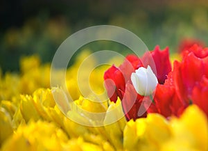 Diversity in tulips photo