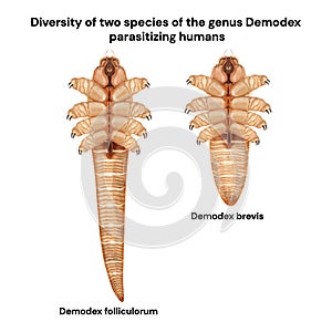 Diversity of two species of the genus Demodex parasitizing humans. Eyelash mites.Demodex folliculorum and Demodex brevis. photo