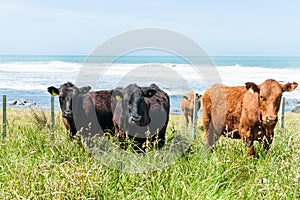 Diverstiy in Cattle in coastal paddock