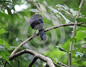 The Melodious Blackbird showing the tail photo