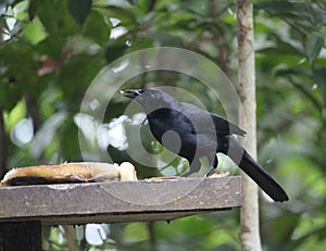 Melodious blackbird eating plantain in the jungle photo