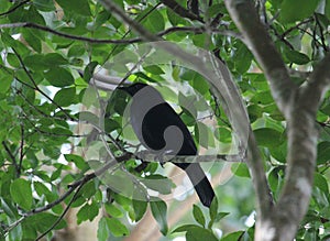 The green leaves and the melodious blackbird photo