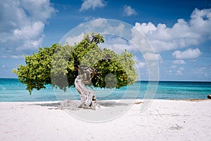 Divi Dive Trees on the shoreline of Eagle Beach in Aruba