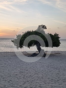 Divi Dive Trees on the shoreline of Eagle Beach in Aruba