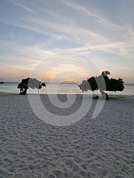 Divi Dive Trees on the shoreline of Eagle Beach in Aruba