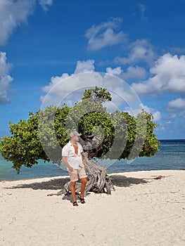 Divi Dive Trees on the shoreline of Eagle Beach in Aruba