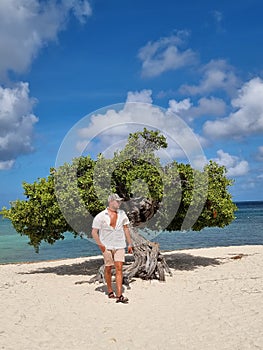 Divi Dive Trees on the shoreline of Eagle Beach in Aruba