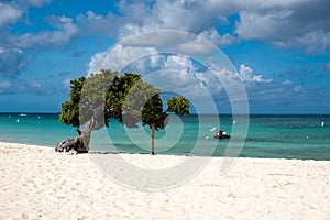 Divi Dive Trees on the shoreline of Eagle Beach in Aruba