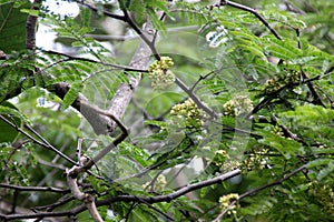 Divi-divi, Guaracabuya, Libidibia coriaria also known as Caesalpinia coriaria