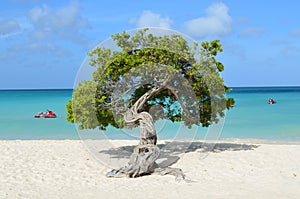 Divi Divi Tree in Aruba