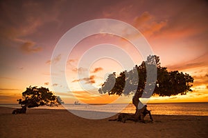 Divi Divi Tree Aruba