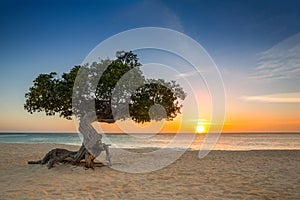 Divi-divi tree in Aruba photo