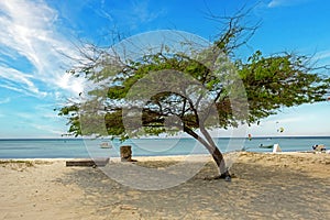 Divi divi tree on Aruba island