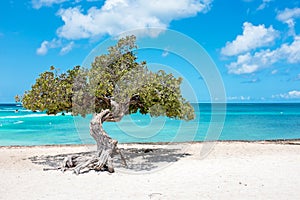 Divi divi tree on Aruba island