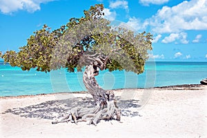 Divi divi tree on Aruba island in the Caribbean