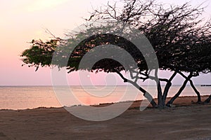 Divi divi tree on Aruba island at sunset