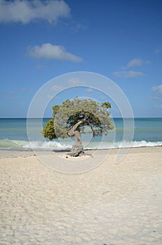 Divi Divi Tree on Eagle Beach