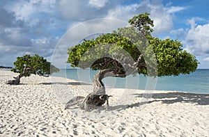 Divi Divi Tree of Eagle Beach Aruba #1
