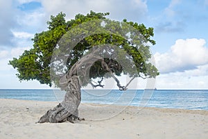 Divi Divi Tree of Eagle Beach Aruba