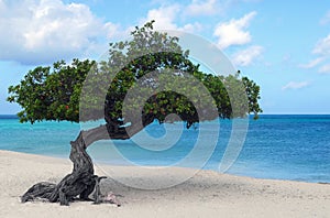 Divi Divi tree on Eagle Beach in Aruba