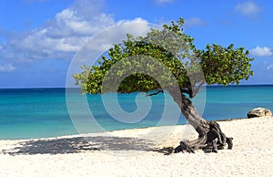 Divi Divi tree on Eagle Beach in Aruba photo