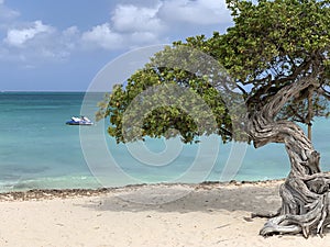 Divi divi tree on Eagle Beach in Aruba