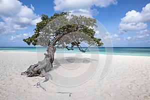 Divi Divi Tree on Eagle Beach Aruba, Caribbean #2