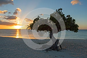 Divi divi tree on Eagle beach on Aruba in the Caribbean Sea