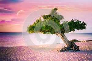 Divi Divi tree on Eagle Beach in Aruba at sunset.