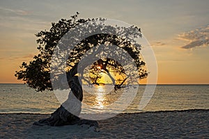 Divi Divi tree on Eagle Beach Aruba at sunset